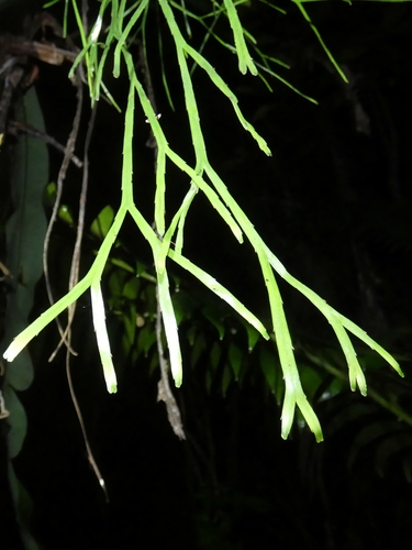 Image of Psilotum complanatum by (c) Kai Squires, some rights reserved (CC BY)