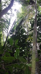 Dypsis