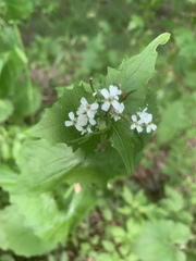 Alliaria petiolata