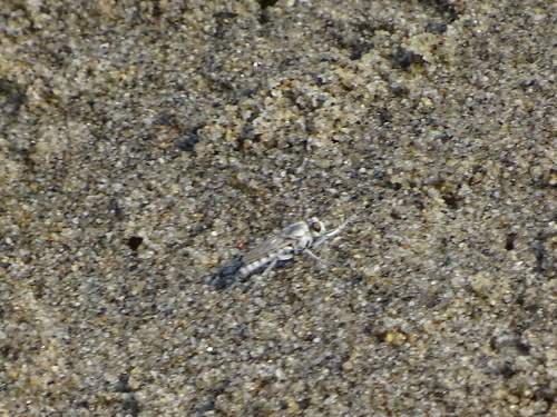 Lissoteles acapulcae