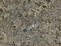 Lissoteles acapulcae