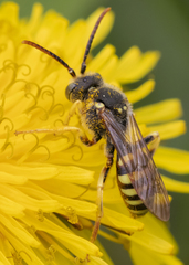 Nomada imbricata