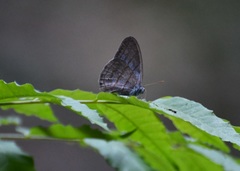 Cepheuptychia glaucina