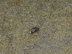Cicindela carthagena