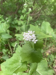 Alliaria petiolata