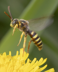 Nomada imbricata
