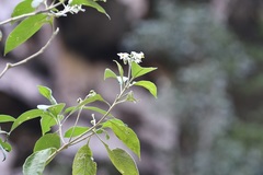 Solanum pulverulentifolium