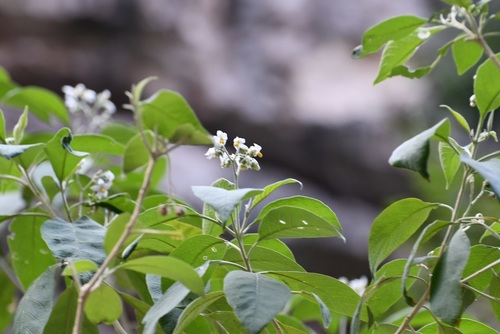 Solanum pulverulentifolium