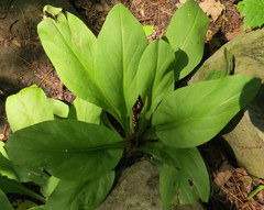 Primula meadia