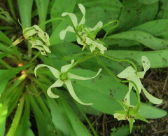Primula meadia