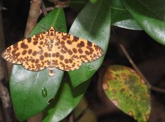 Epobeidia tigrata tigrata