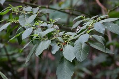 Witheringia meiantha