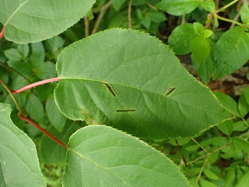 Actinidia arguta