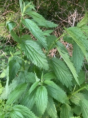 Urtica dioica