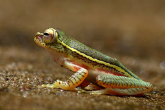 Rhacophorus lateralis