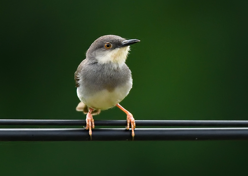Grey-breasted Prinia (Prinia hodgsonii), photo 5