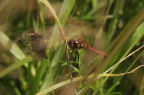 Banded Darter, Flight Forum, 5657 Eindhoven, Netherlands, photo 9 of 10