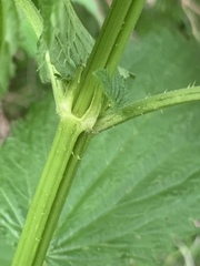 Urtica dioica