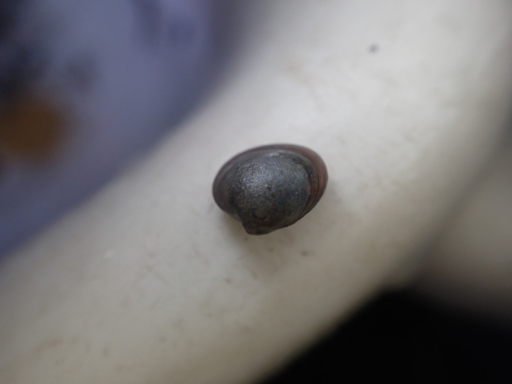 Sphaerium incurvum