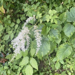 Astilbe rubra