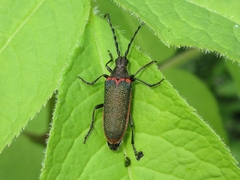 Desmocerus aureipennis