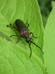 Desmocerus aureipennis