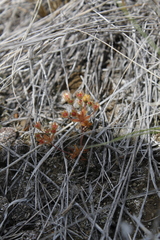 Androsace occidentalis