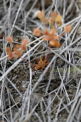 Androsace occidentalis