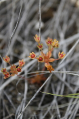 Androsace occidentalis