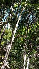 Dypsis psammophila