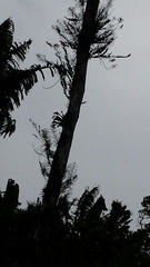 Angraecum sesquipedale