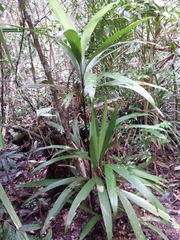 Dypsis angustifolia