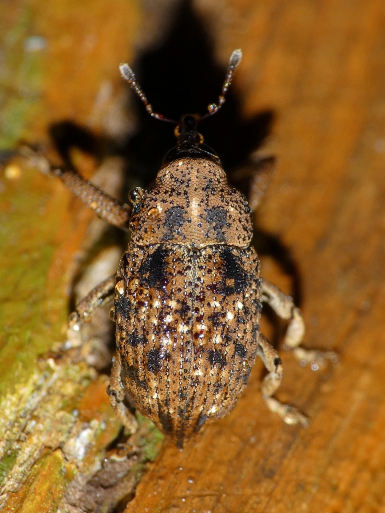 Odosyllis scutellaris