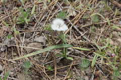 Calochortus coeruleus