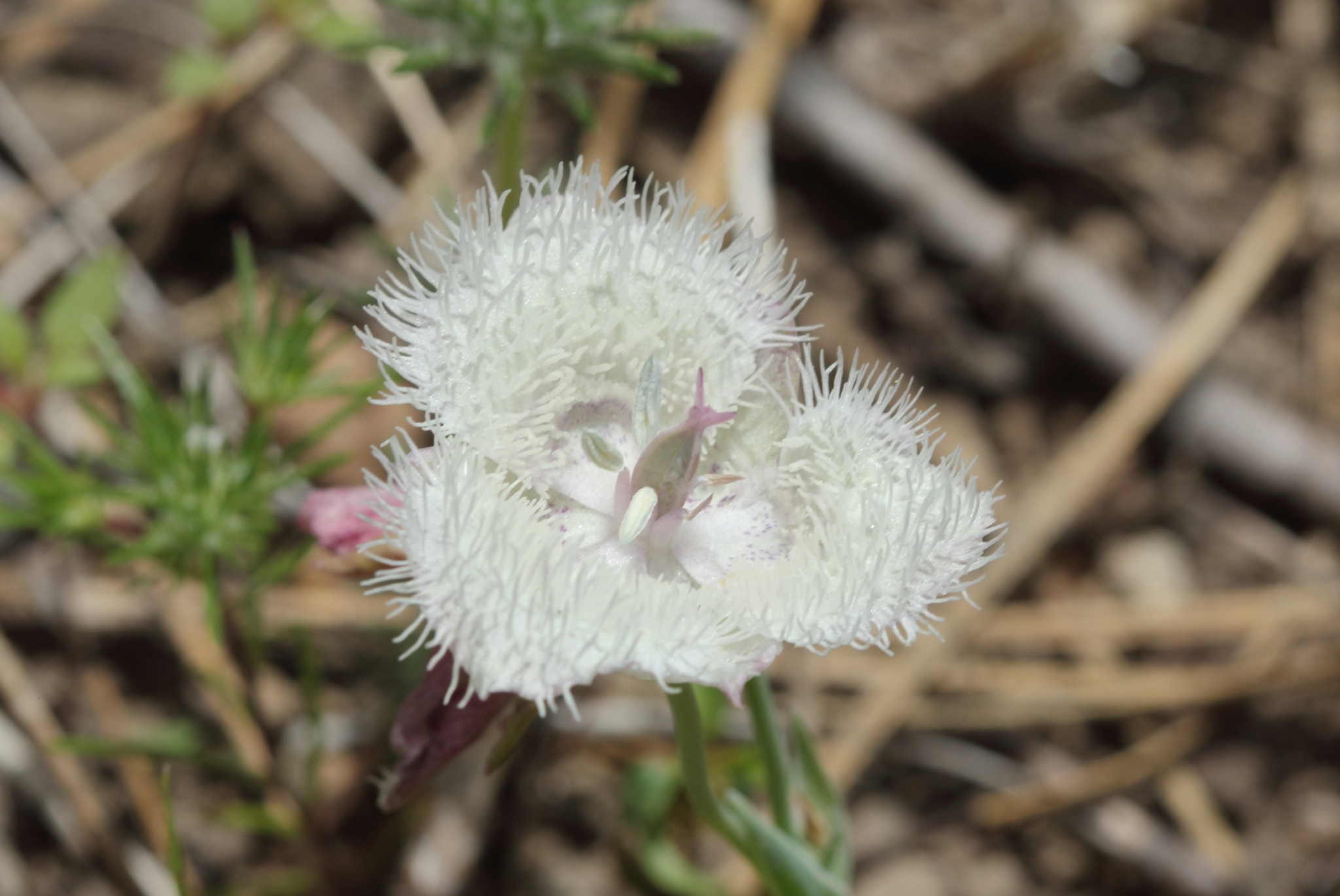Calochortus coeruleus