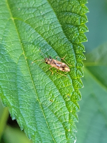 Horn-banded Seed Bug photo 3
