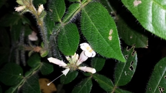 Colea