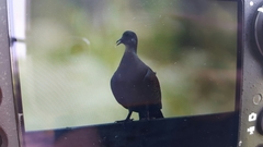 Streptopelia orientalis