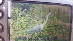 Ardea cinerea