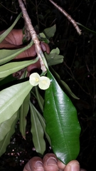 Euphorbia thouarsiana