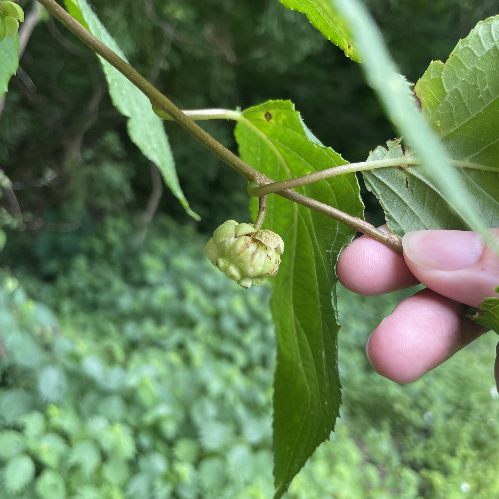 Imagem de Kiwi-prateado