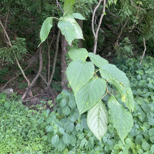 Image of Silver Vine (Actinidia polygama) by (c) Takaaki Hattori, some rights reserved (CC BY)