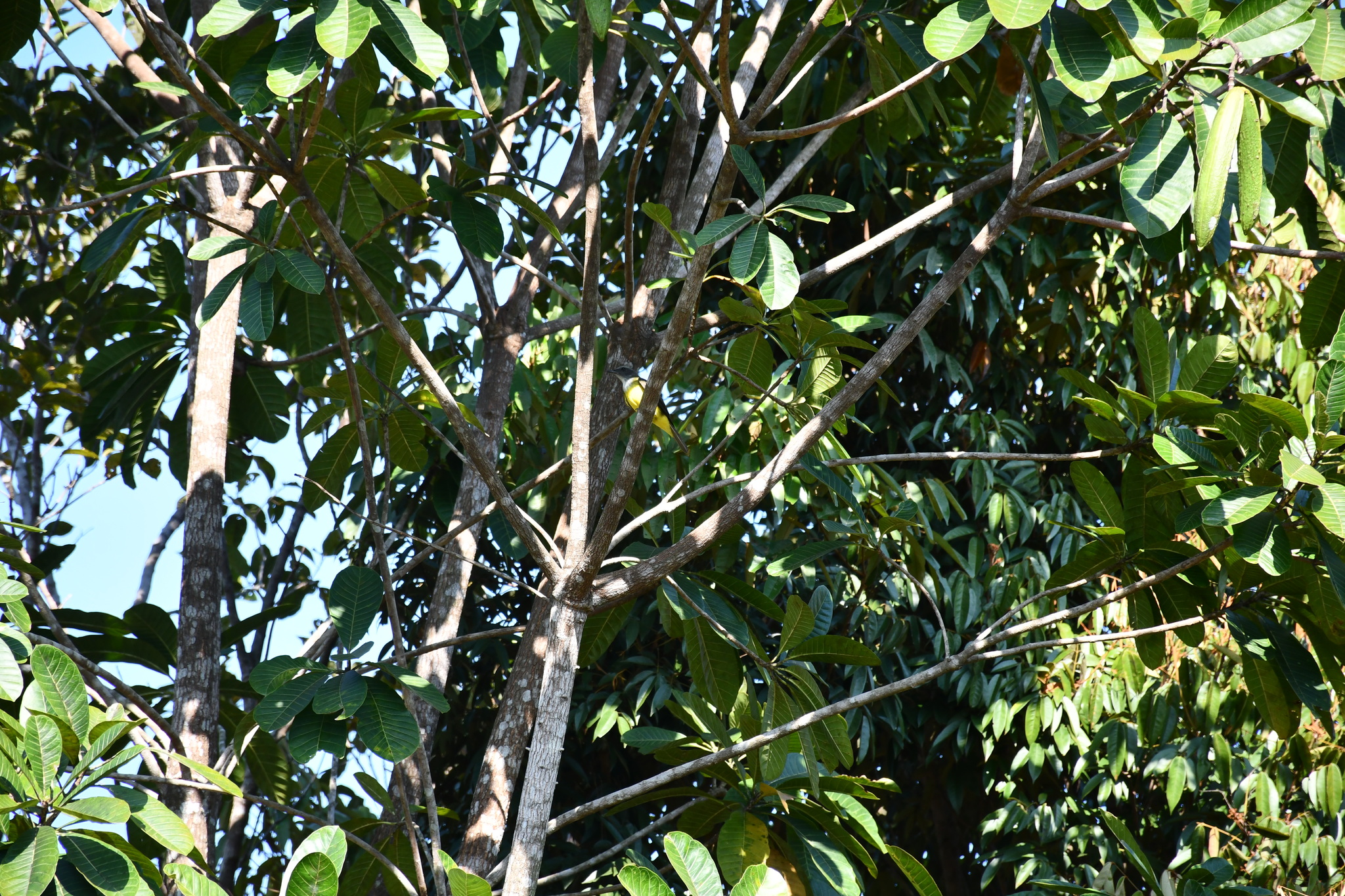 Sulphury Flycatcher (Tyrannopsis sulphurea), photo 7
