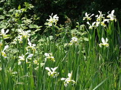 Iris orientalis