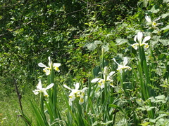Iris orientalis