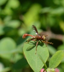 Physocephala burgessi