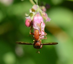 Physocephala burgessi