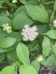 Cornus sericea