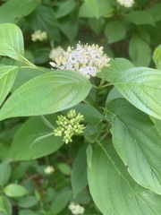 Cornus sericea