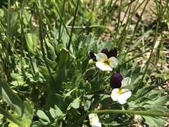 Viola hallii